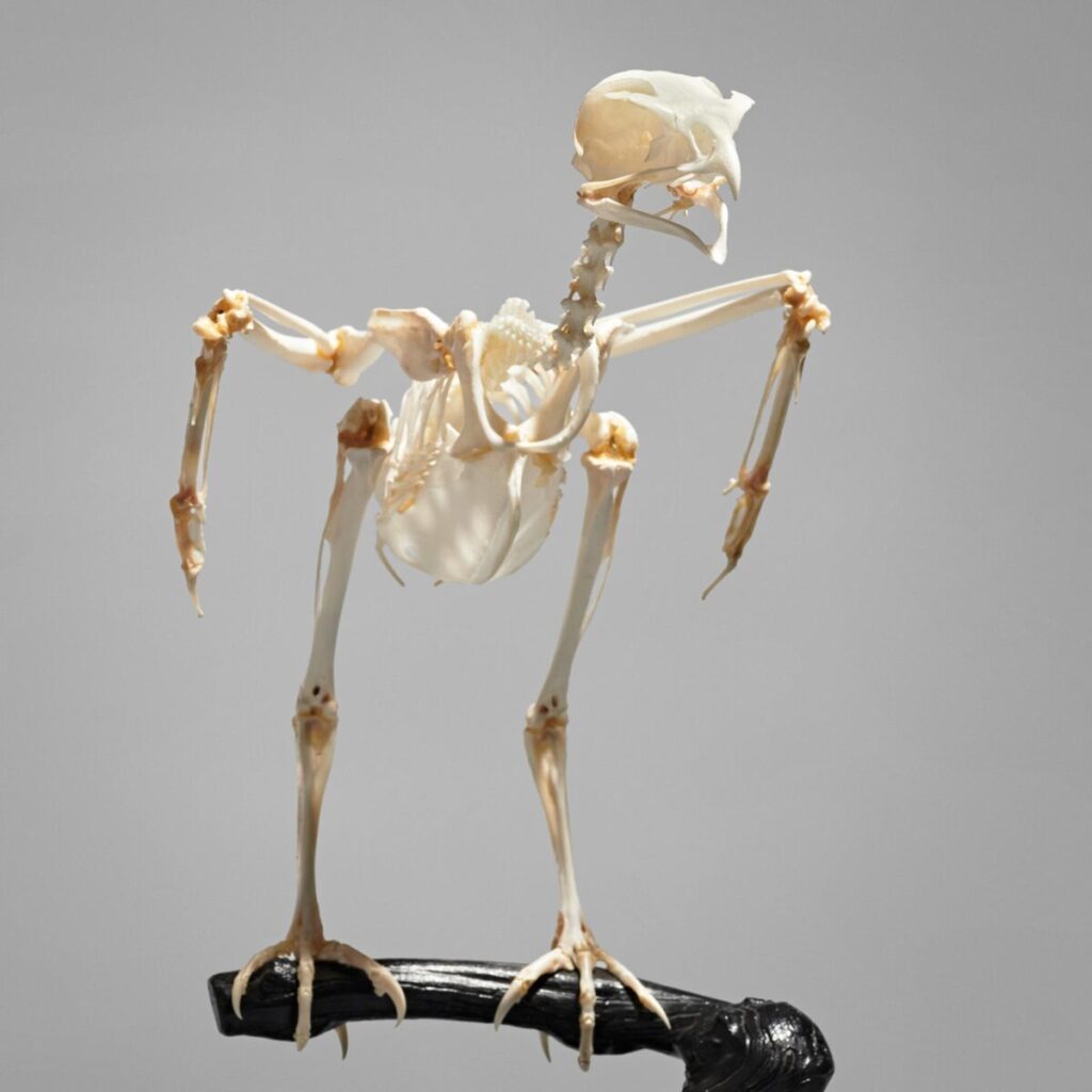 Skelett eines Mäusebussards